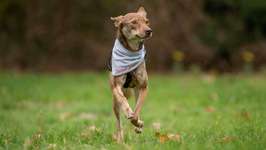 Suchmeldung-Frida-Bild