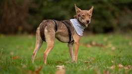 Suchmeldung-Frida-Bild