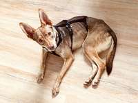 Suchmeldung-Frida-Bild