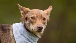 Suchmeldung-Frida-Bild