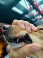 Schwellung an der Lefze-Beitrag-Bild