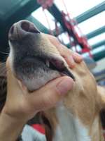 Schwellung an der Lefze-Beitrag-Bild