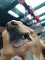 Schwellung an der Lefze-Beitrag-Bild