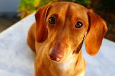 Dackel Welpen/Züchter-Beitrag-Bild