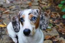 Dackel Welpen/Züchter-Beitrag-Bild