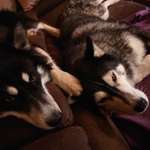 Ersteller:in Jeanine Profilbild