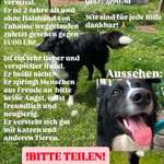 Suchmeldung-Lucky-Bild