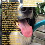 Suchmeldung-Lucky-Bild