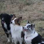 Ersteller:in Paetschke Profilbild