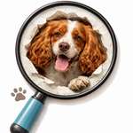 Working Cocker Spaniel - Suche Austausch, wer hat einen?-Beitrag-Bild
