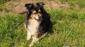 -Oldi but goldi--Beitrag-Bild