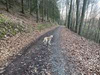 Hundeauslaufgebiet-Graf Rhena Weg-Bild