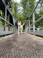 Hundeauslaufgebiet-Busenbach/Kochmühle, an der Alb-Bild