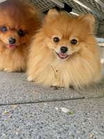 Überfordert mit Leinenaggression und Panik – brauche dringend Rat-Beitrag-Bild