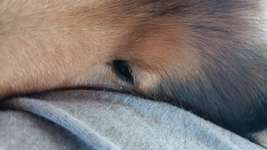 Kleiner weißer Punkt mittig im Auge meines Hundes-Beitrag-Bild