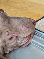 Roter Pickel am Maul (Weimaraner Welpe 11 Wochen alt)-Beitrag-Bild