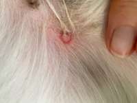 Hautrötung-Beitrag-Bild