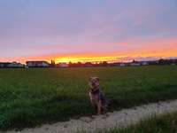 Hundeauslaufgebiet-Bruckersberg-Bild