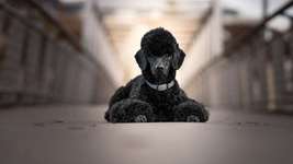 Black dogs are beautiful-Beitrag-Bild