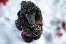 Black dogs are beautiful-Beitrag-Bild