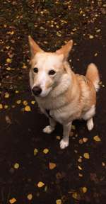 Wohnungssuche mit Hund-Beitrag-Bild