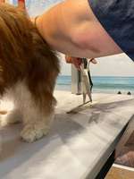 Hundefrisör-Beitrag-Bild