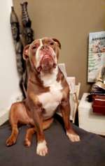 Mantel Old English Bulldog?-Beitrag-Bild