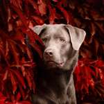 Ersteller:in Sara Profilbild