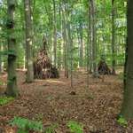 Hundeauslaufgebiet-Mecklenheider Forst-Bild