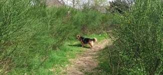 Hundeauslaufgebiet-Hundefreilauf Wyk-Bild