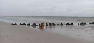 Hundeauslaufgebiet-Hundestrand Föhr (Utersum)-Bild