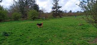 Hundeauslaufgebiet-Hundefreilauf Wyk-Bild