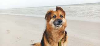 Hundeauslaufgebiet-Hundestrand Föhr (Utersum)-Bild