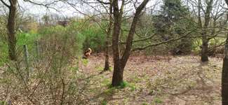 Hundeauslaufgebiet-Hundefreilauf Wyk-Bild