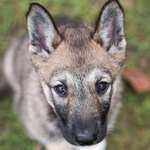 Ersteller:in Sintje Profilbild