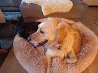 Welpe in Körbchen von Ersthund??-Beitrag-Bild