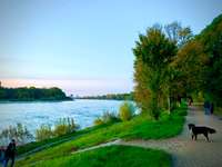 Hundeauslaufgebiet-Waldpark Mannheim-Bild