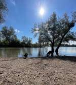 Hundeauslaufgebiet-Waldpark Mannheim-Bild