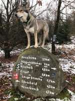 Wandern mit Hund und die Komoot App!-Beitrag-Bild