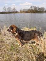 Hundeauslaufgebiet-Seenpark III-Bild