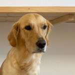 Ersteller:in Alina Profilbild