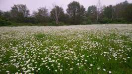 Hundeauslaufgebiet-Bürgerpark Nord (Ossendorf)-Bild
