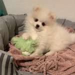 Ersteller:in Tuğçe & Kadir Profilbild