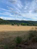 Hundeauslaufgebiet-Laufwege durch den Wald-Bild