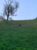 Hundeauslaufgebiet-Laufwege durch den Wald-Bild