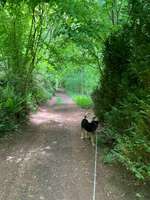 Hundeauslaufgebiet-Laufwege durch den Wald-Bild