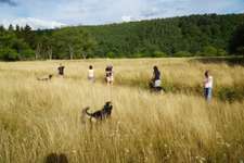Hundeauslaufgebiet-Laufwege durch den Wald-Bild