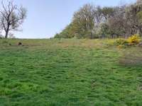 Hundeauslaufgebiet-Laufwege durch den Wald-Bild