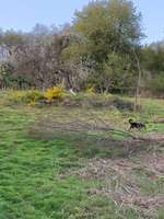 Hundeauslaufgebiet-Laufwege durch den Wald-Bild