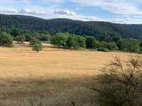 Hundeauslaufgebiet-Laufwege durch den Wald-Bild